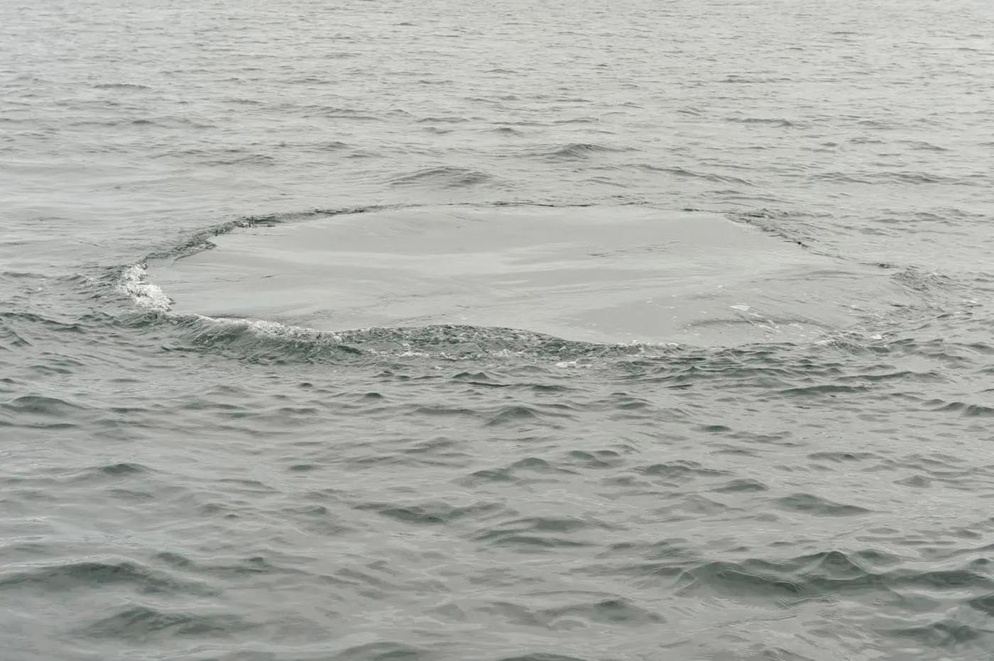 A fluke print photographed in the waters around the Isle of Rona, Scotland in 2020. Every effort has been made to respect copyright and to contact copyright holders as appropriate.